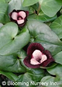 Asarum maximum 'Green Panda'